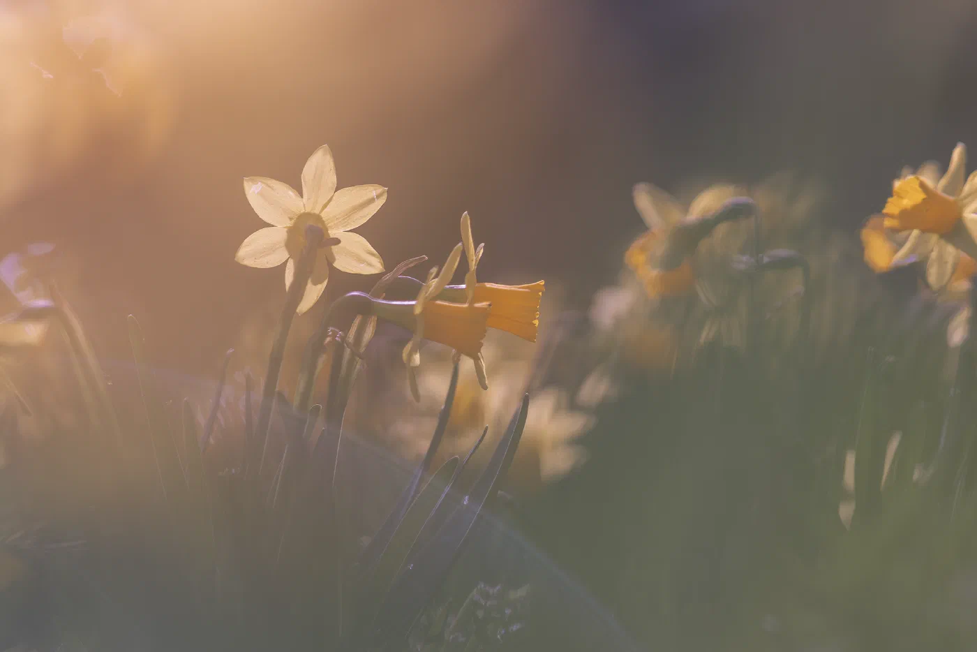 Daffodils