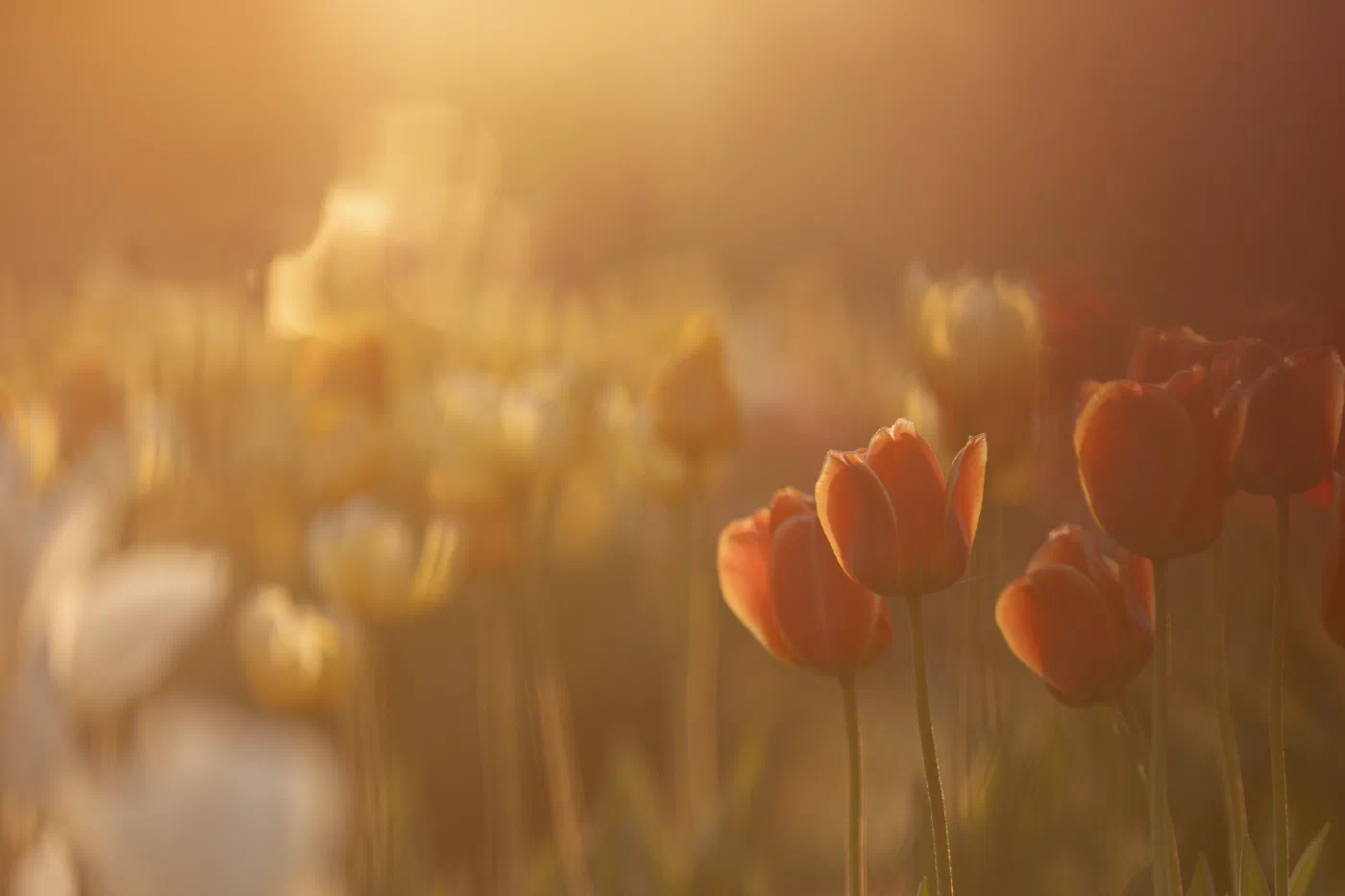 Tulips